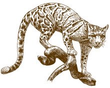 Engraving Drawing Illustration Of Clouded Leopard
