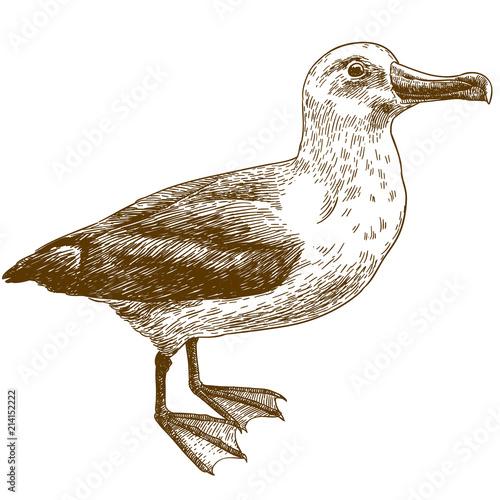 Fotomural engraving drawing illustration of black browed albatross