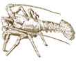 engraving drawing illustration of rock lobster