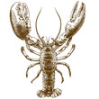 engraving drawing illustration of big lobster
