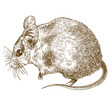 engraving drawing illustration of spiny mouse