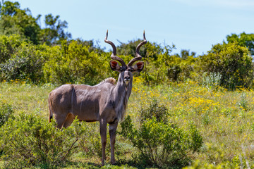 Wall Mural - Male Kudu standing glaring at you