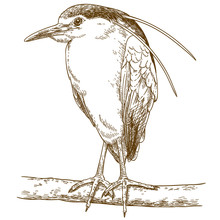 Engraving Illustration Of Black-crowned Night Heron
