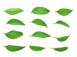© Kompor - Top view of Basil leaves isolated on white background.