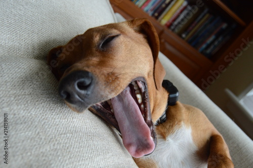 Zdjęcie XXL Szczęśliwy szczeniak pies ziewanie