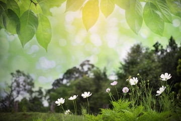 Seasonal natural backgrounds with Sulfur Cosmos flowers