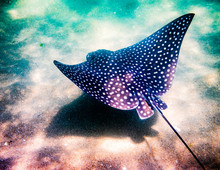 Underwater View Spotted Eagle Ray Swimming In Ocean With Sandy Sea Bed