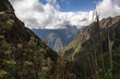 Plants and grasses, Inca Trail