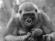 Mother Gorilla Holding Infant