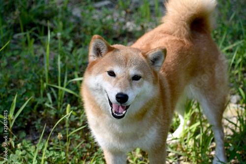 柴犬 笑顔 カメラ目線 Stock Photo Adobe Stock