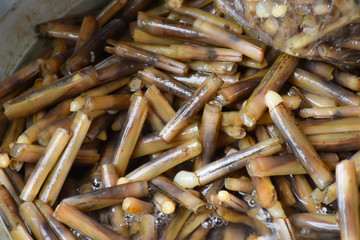 Snail shells in basin at Don Hoi lot in Samut songkham , Thailand.