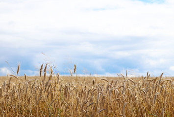 A field of rye and barley on a sky with dark clouds. Maturation of the future harvest. Agrarian sector of the agricultural industry. Plant farm. Growing of cereal crops. Source of food and well-being