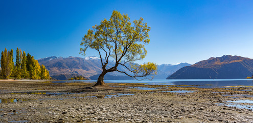 Wall Mural - Blue Sky at the Wanaka Tree, Wanaka New Zealand