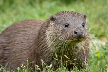 Poster - A very close up low level portrait of an otter staring slightly right of the camera with eyes wide open and a plain grass background