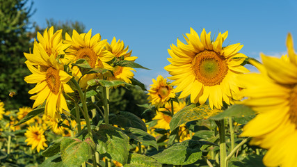  Sunflowers at dawn