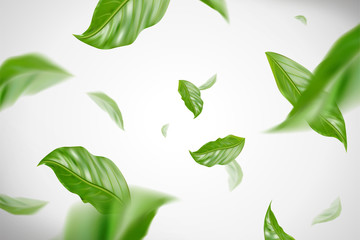 dynamic green leaves