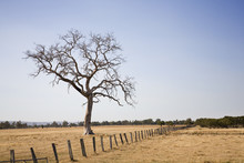 A Lone Dead Tree On A Field In Western Australia.