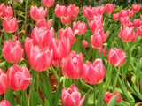 Fototapeta Tulipany - beautiful red tulips flower in tulip field, spring-flowering plant cup-shaped flowers.