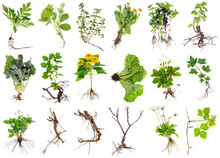 Various Garden Plants And Flowers With Roots Isolated Set