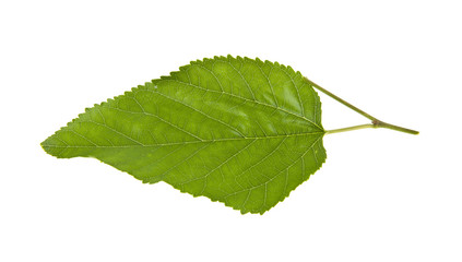 Wall Mural - green leaves isolated on white background