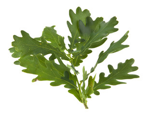 Poster - green oak leaves isolated on white background