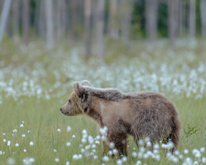 Wall Mural - young brown bear (ursus arctos) walking on a finnish bog on a sunny summer evening. bear's winter fu