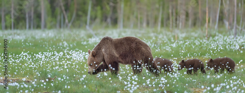 Photographie Mother bear and her three cubs walking on the middle of the cotton grass in a Finnish bog