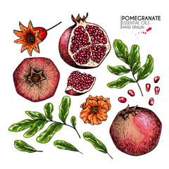 Wall Mural - Hand drawn pomegranate fruit and plant. Vector engraved colored illustration. Juicy natural fruit. Food healthy ingredient. For cooking, cosmetic package design, medicinal herb, treating, healt care.