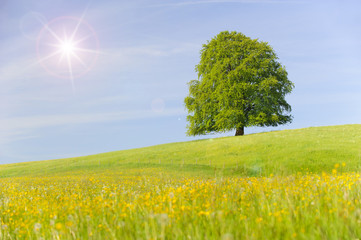 Canvas Print - Große alte Buche als Einzelbaum in Frühlingswiese