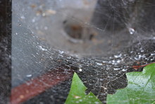 Green Leaves And Plants Of Lilac With A White Dense Cobweb With A Nest And Spider's Lair, Natural Nature