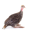 Turkey, poultry  isolated.