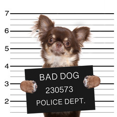 Wall Mural - police mugshot dog