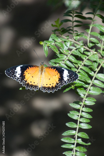 Fotografie, Obraz Siem Reap Cambodia, leopard lacewing butterfly in garden