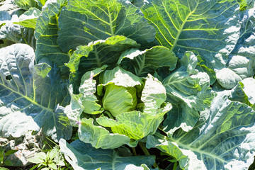 Sticker - cabbage in vegetable garden in sunny summer day