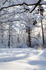 Sticker - branches over snow-covered meadow in forest park