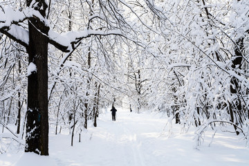 Canvas Print - snow-covered ski track in forest park in winter