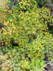 Canvas Print - inflorescences of dill with bugs in summer evening