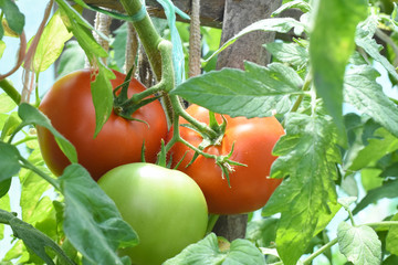 Ripe natural tomatoes growing on a branch in the garden. Red ripe and green unripe tomatoes on the same branch