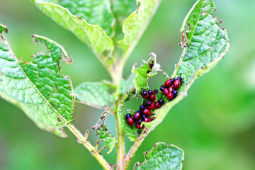 Colorado potato beetle larvae.