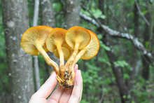 Woman Hand Holding Poisonous Mushroom Orange Jack, Omphalotus Olearius Lantern Mushroom Gills, Toxic Mushroom