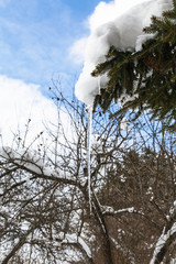 Poster - icicle from melting snow on branch of fir-tree