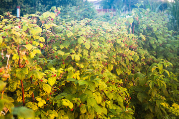 Wall Mural - raspberry bush illuminated by evening sun