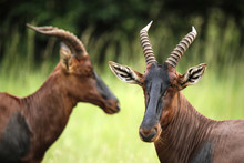 Uganda, Kigezi National Park, Kob Antelopes