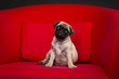 Pug Puppy in Chair