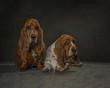 Duo of Bassets