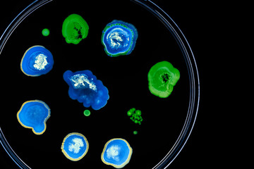 Macro photo of colorful wild growing bacteria and molds in a petri dish.