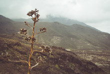 Dried Up Seedhead On Tall Flower Spike Of Agave Americana (Century Plant) In The Ravine Of Barranco Del Infierno, Tenerife, With Mountains And Low Cloud In The Background On Dull Day.