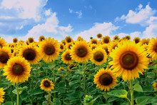 A Beautiful Picture Of A Field With Bright Yellow Dark Sunflowers With Green Leaves Against A Blue Sky With Rare Clouds.