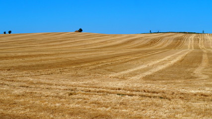 Wheat field