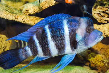 Cyphotilapia frontosa - commonly known as frontosa fish in a fish tank